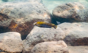 Cyathochromis obliquidens 